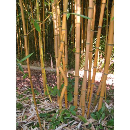 Bambou Phyllostachys aureo. Aureo