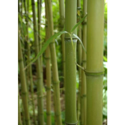 Bambou Phyllostachys atrovaginata