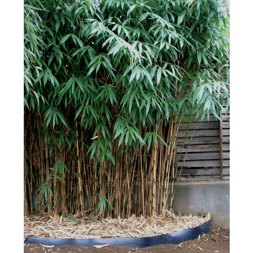 Bambou Metake