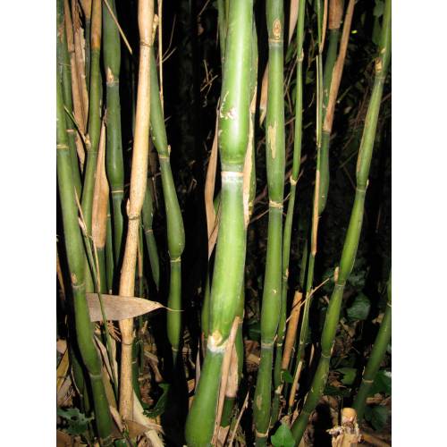 Bambou Metake Tsutsumiana