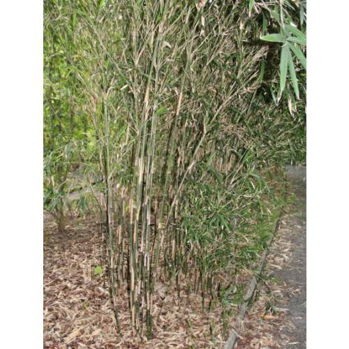 Bambou Pleioblastus chino