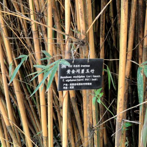 Bambou Bambusa multiplex Alphonse Karr