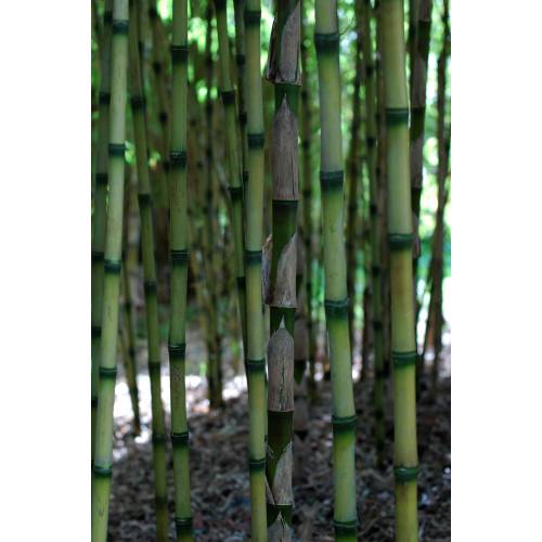 Bambou Chusquea couleou
