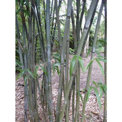 Bambou Bashania fargesii