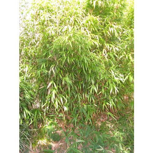 Bambou Chimono. quadra.