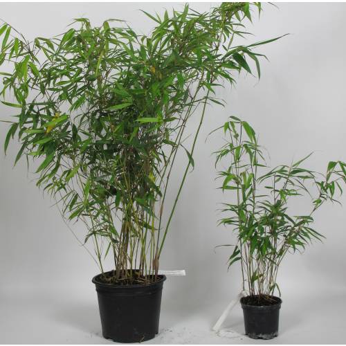 Bambou Fargesia robusta Pingwu