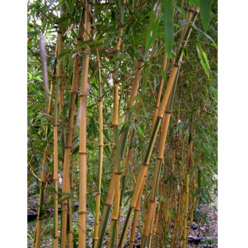 Bambou Phyllostachys b. Castillonis