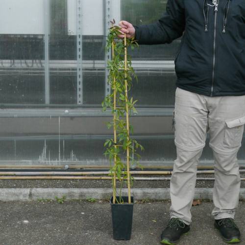 Rosier de Banks 'Lutea'