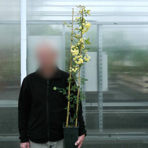 Rosier de Banks 'Lutea'