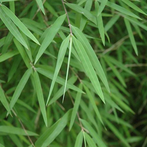 Bambou Fargesia angustissima