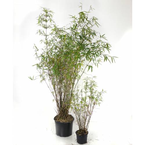 Bambou Fargesia angustissima