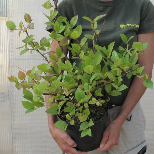 Chvrefeuille d'hiver