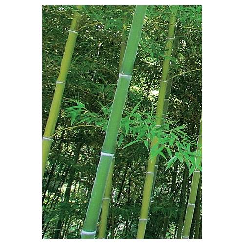 Bambou Moso