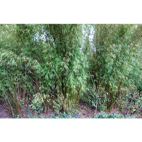 Bambou des Tisserands �lanc�