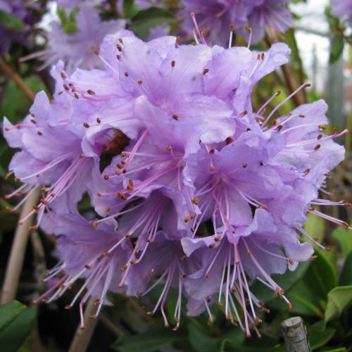 Rhododendron violet 'Penheale Blue'