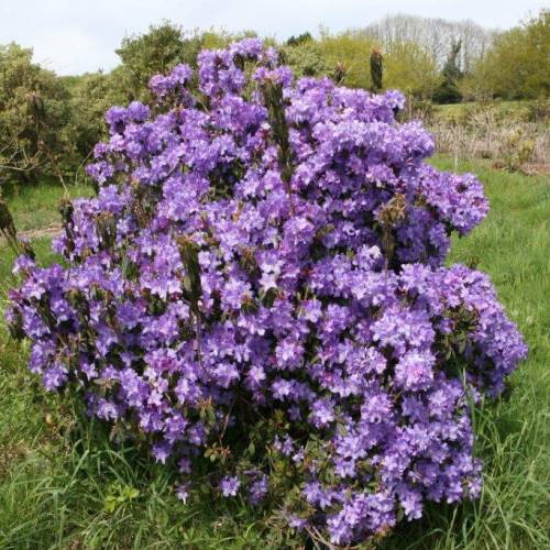 Rhododendron violet 'Penheale Blue'