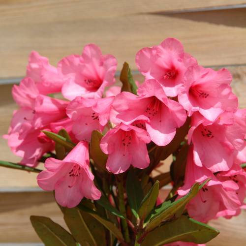 Rhododendron rose 'Winsome'