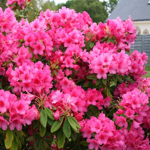 Rhododendron rose 'Anna Rose Whitney'
