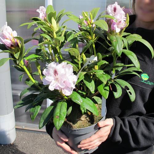Rhododendron blanc 'Calsap'