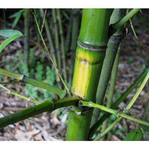 Bambou Phyllostachys aurea F. I.