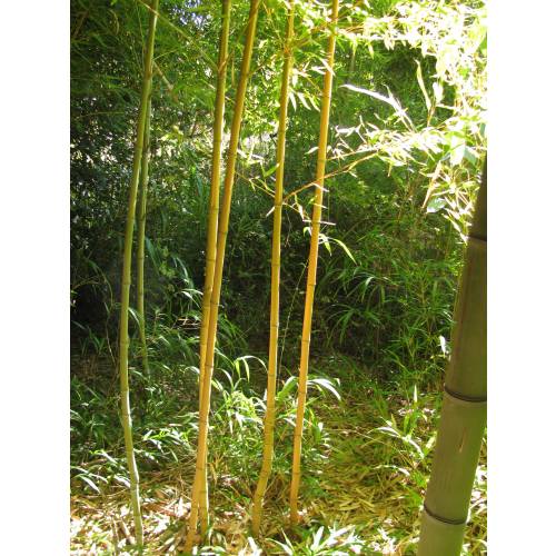 Bambou Phyllostachys aurea H