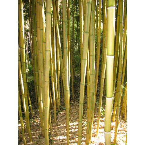 Bambou Phyllostachys aureo. Spect