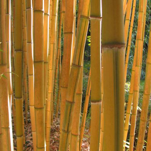 Bambou Phyllostachys aureo. Spect