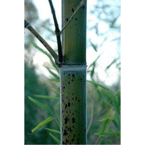Bambou Phyllostachys b. Tanakae
