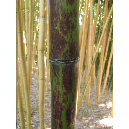Bambou Phyllostachys nigra boryana