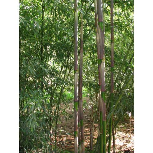 Bambou Phyllostachys decora