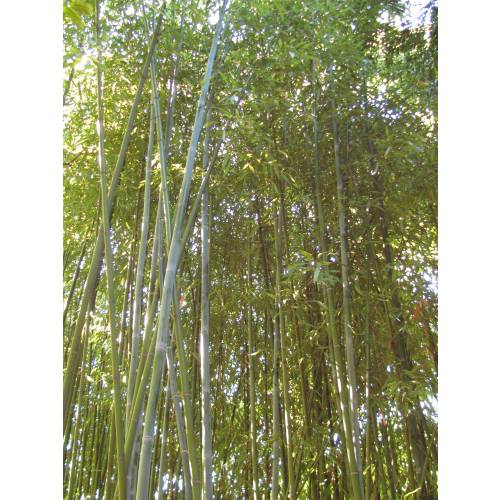 Bambou Phyllostachys glauca