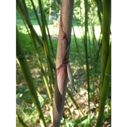 Bambou Phyllostachys rubromarginata