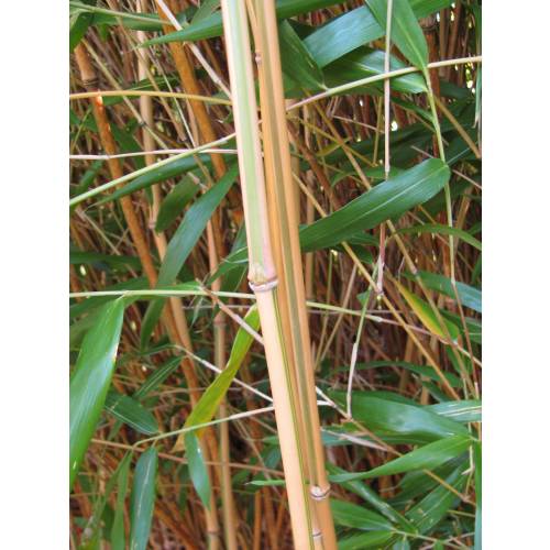 Bambou Semia. yashadake kimmei
