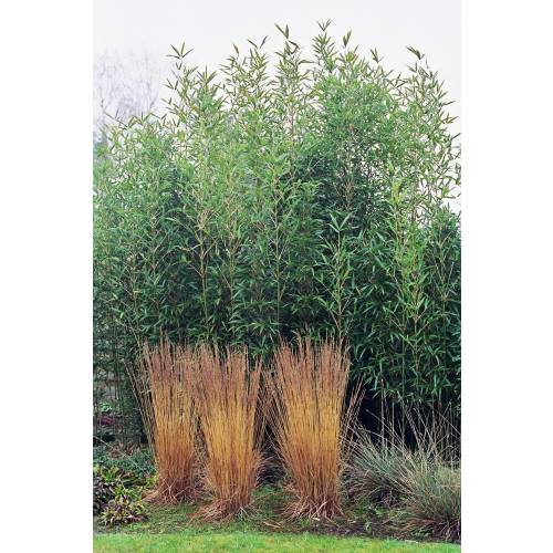 Bambou Semia. fastuosa viridis