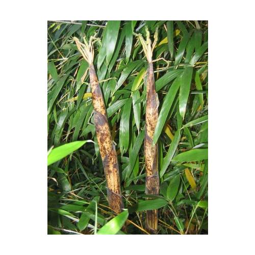 Bambou Phyllostachys vivax aureo.