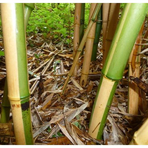 Bambou Phyllostachys vivax aureo. - Vente en ligne au meilleur prix