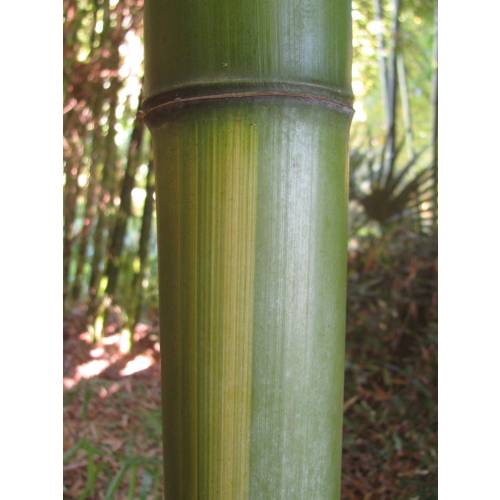 Bambou Phyllostachys vivax Huang.