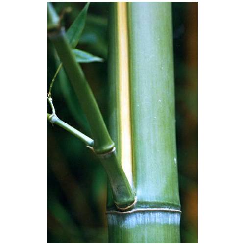 Bambou Phyllostachys viridis H.