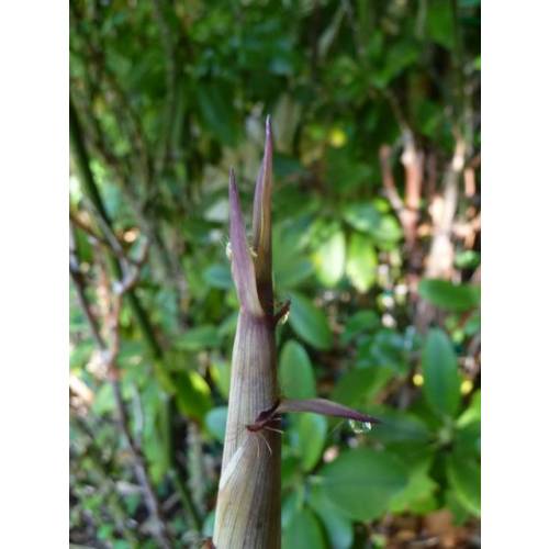 Bambou Phyllostachys aureo. Alata
