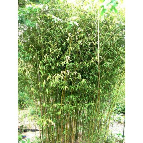 Bambou Phyllostachys stimulosa