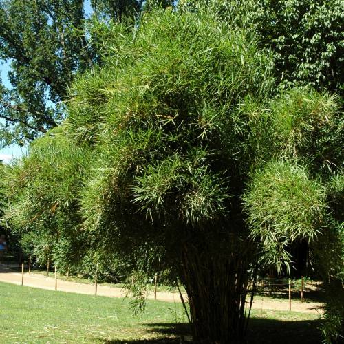 Bambou Pleioblastus linearis