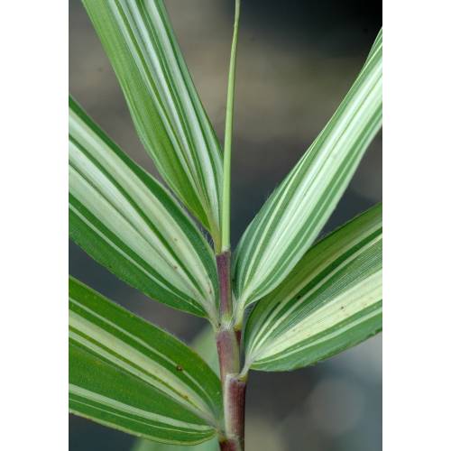 Bambou Pleioblastus variegatus