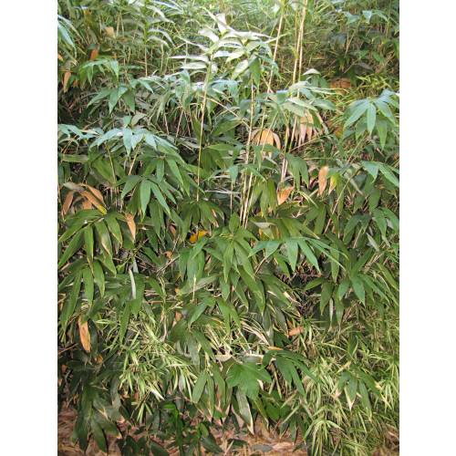 Bambou Sasa kurilensis