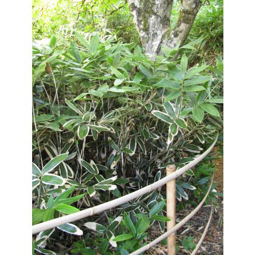 Bambou Sasa veitchii