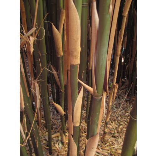 Bambou Semia. fastuosa