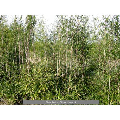 Bambou Pleioblastus chino Hisauchii
