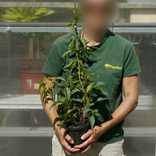 Kiwai rouge 'Ken's Red'