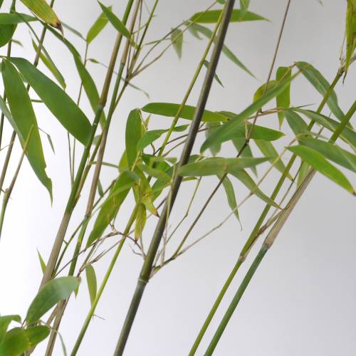 Bambou Fargesia nitida 'Winter Joy'