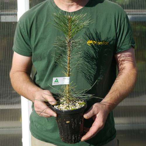 Pin noir d'Autriche Truffier - Tuber Melanosporum