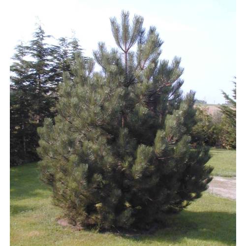 Pin noir d'Autriche Truffier - Tuber Melanosporum